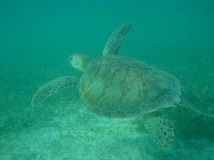 turtle turtle